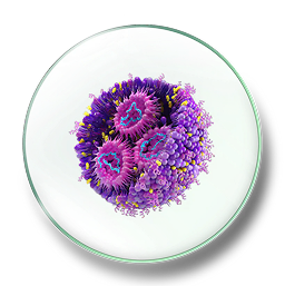 LIPIDEOS ESSENCIAIS 1.png