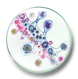 Polissacarideos 1.png